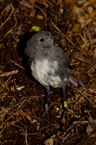 Stewart-sziget Robin Petroica australis rakiura. — Stock Fotó