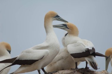 Avustralyalı sümsük kuşları Morus serrator.