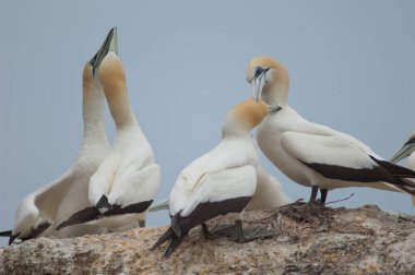 Avustralyalı sümsük kuşları Morus serrator.