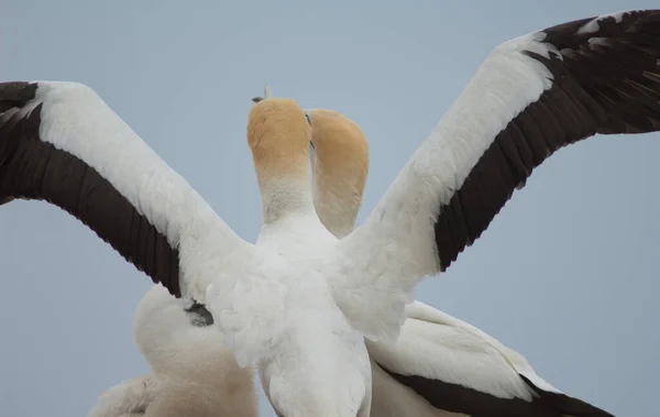 Gannets australiens Morus serrator. — Photo