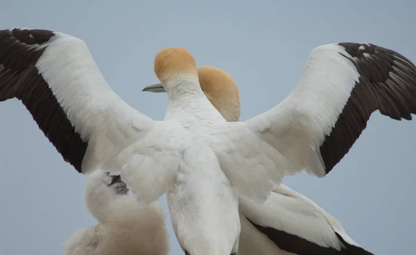 Gannets australiens Morus serrator. — Photo