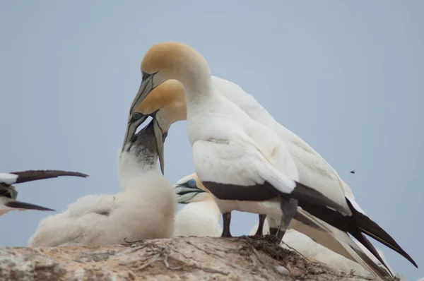 Australasian gannets Morus serrator. — Fotografia de Stock