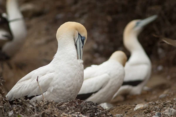 Gannet australasiático Serrador de Morus. — Foto de Stock