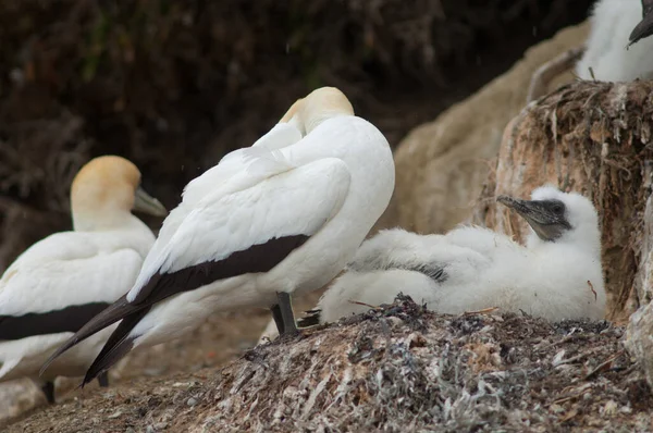 Australasiatique gannet morus serrator . — Photo