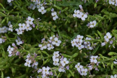 Çiçekteki yabani bitki.