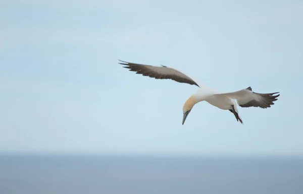 Australasian gannet Morus serrator en vol. — Photo