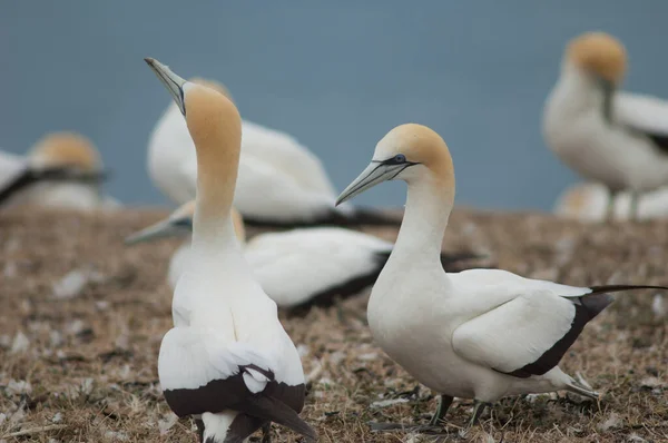 Australasie gannets Morus serrator courtiser. — Photo