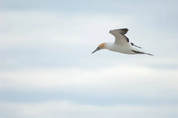 Australasian gannet Morus serrator en vol. — Photo