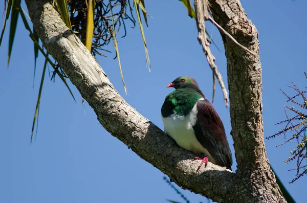 Nieuw-Zeelandse duif Hemiphaga novaeseelandiae. — Stockfoto