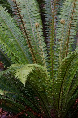 Eğreltiotunun ön tarafları.