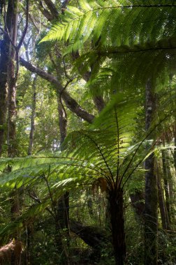New Zealand tree ferns. clipart