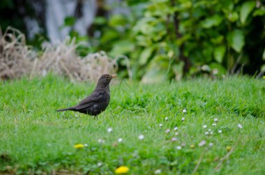 Karatavuk Turdus merula.
