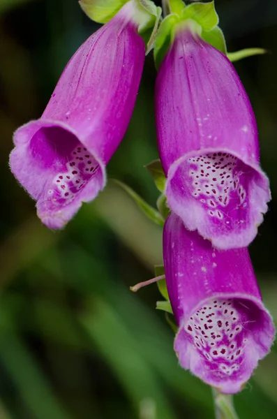 Blumen des Fingerhuts. — Stockfoto