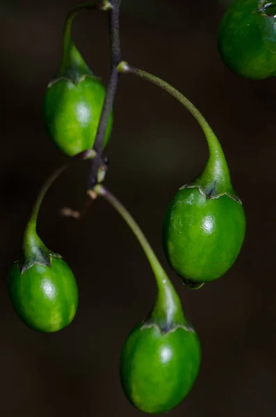 Beeren vom Känguru-Apfel. — Stockfoto