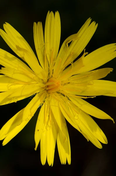 Жовта квітка на острові Стюарта.. — стокове фото