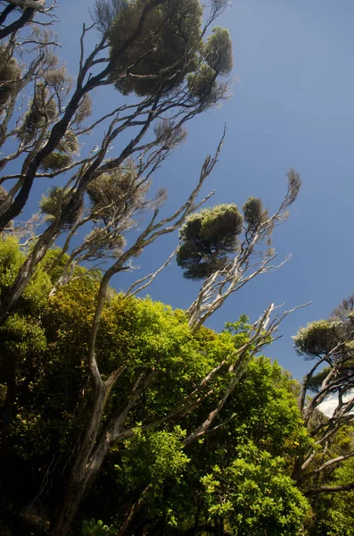 Floresta tropical de Podocarp em Stewart Island. — Fotografia de Stock