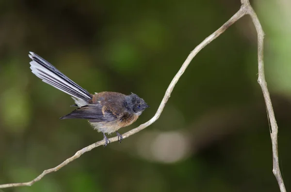 Nova Zelândia fantail Rhipidura fuliginosa. — Fotografia de Stock