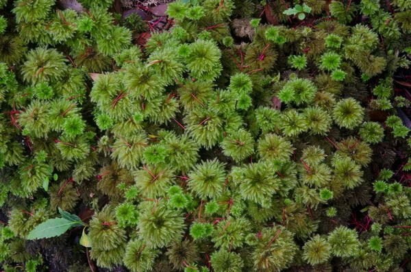 Deštníkové mechy Hypopterygium rotulatum. — Stock fotografie