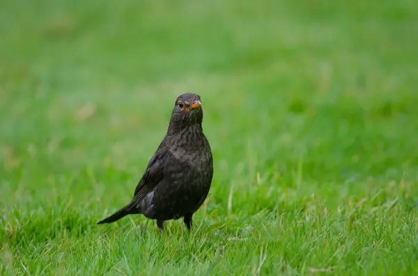 Kozoroh obecný Turdus merula. — Stock fotografie