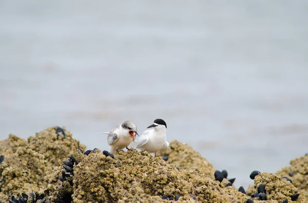 Charranes frentes blancos Sterna striata. — Foto de Stock