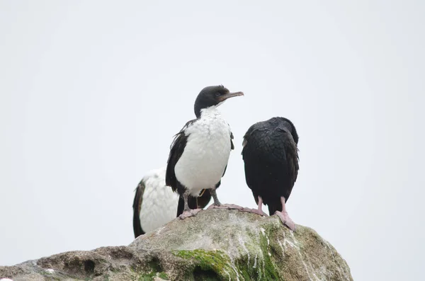 Otago shags Leucocarbo chalconotus. — 图库照片