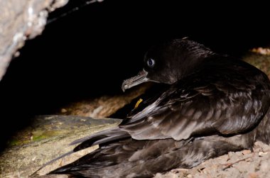 Short-tailed shearwater to the entrance to its burrow. clipart