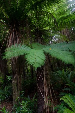Yeni Zelanda ağaç eğreltiotu.