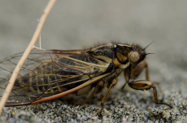 Cicada on the sand. clipart
