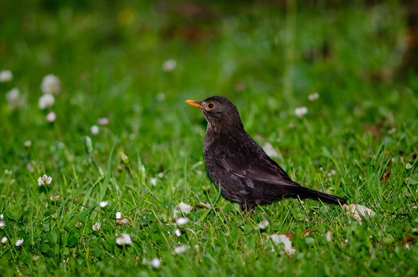 Vanlig koltrast Turdus merula. — Stockfoto