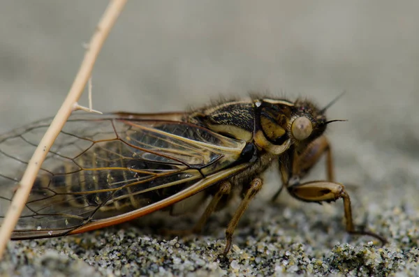 Cicada op het zand. — Stockfoto