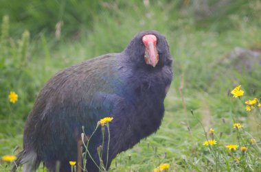Takahe Porphyrio hochstetteri.