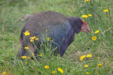 Takahe Porphyrio hochstetteri.