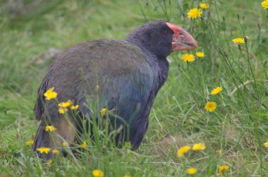 Takahe Porphyrio hochstetteri.