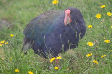 Takahe Porphyrio hochstetteri.