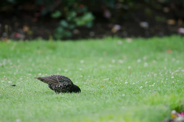 Common starling searching for food. — Stock Photo, Image