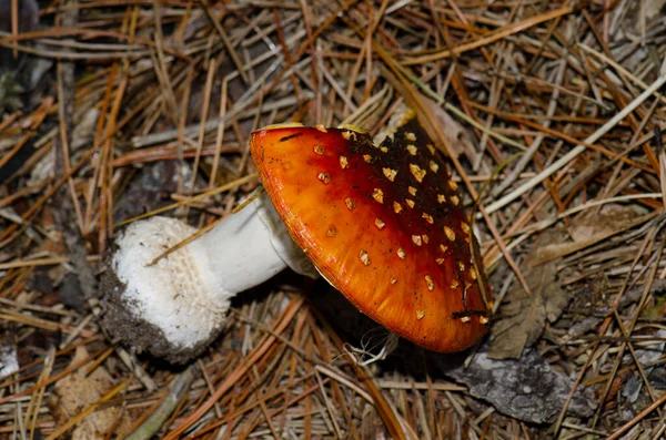 Fly agaric nucked from the ground. — стоковое фото