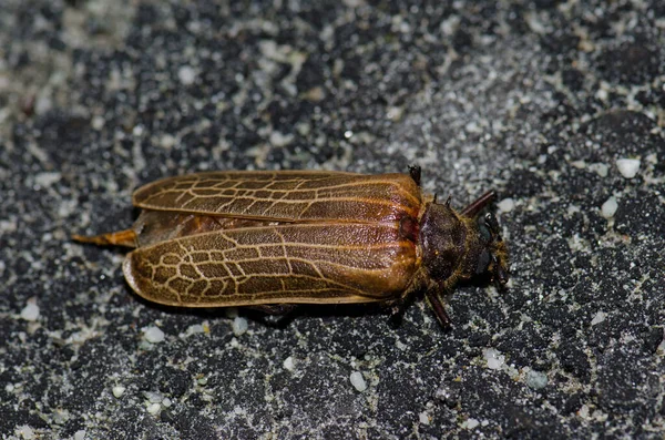 Dödhuhu skalbagge. — Stockfoto