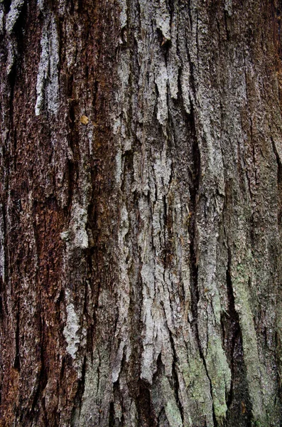 Tronco de árvore no Parque Nacional de Fiordland. — Fotografia de Stock