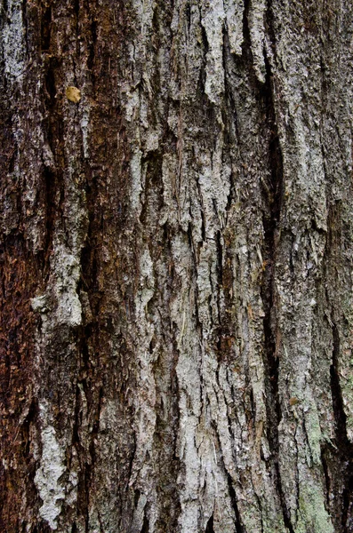 Дерево ствол в Национальном парке Fiordland. — стоковое фото