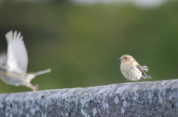 普通的雪貂（Fringilla coelebs gengleri）. — 图库照片