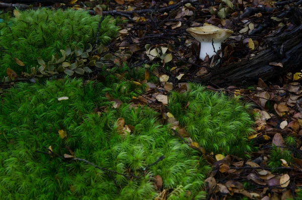 Paddenstoelen en mossen. — Stockfoto