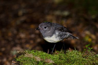 Güney Adası bülbülü.