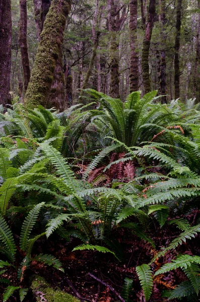 Floresta tropical com samambaias da coroa. — Fotografia de Stock