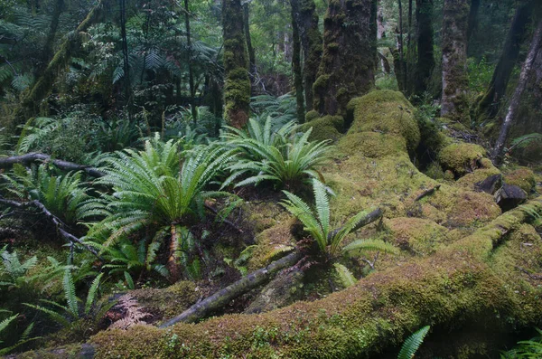 Floresta tropical com samambaias da coroa. — Fotografia de Stock