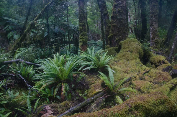 Selva tropical con helechos de corona. — Foto de Stock