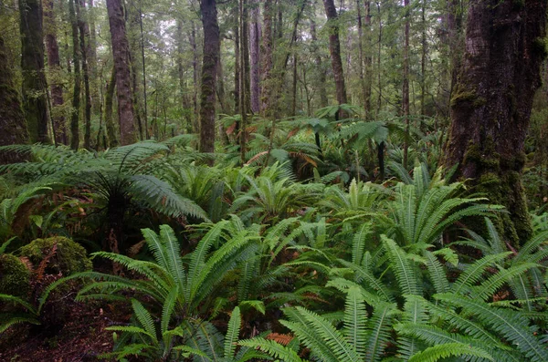 Regenwald mit Farnen. — Stockfoto