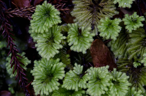 Moss Hypopterygium sp. — Stockfoto