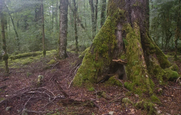 피오르드 랜드 국립 공원의 강우림. — 스톡 사진