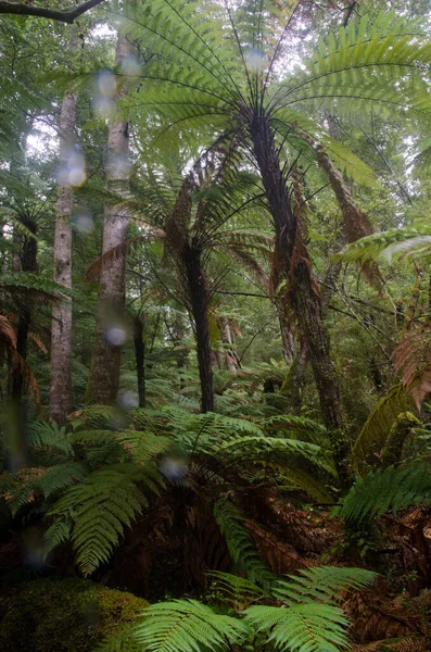Floresta tropical com samambaias. — Fotografia de Stock