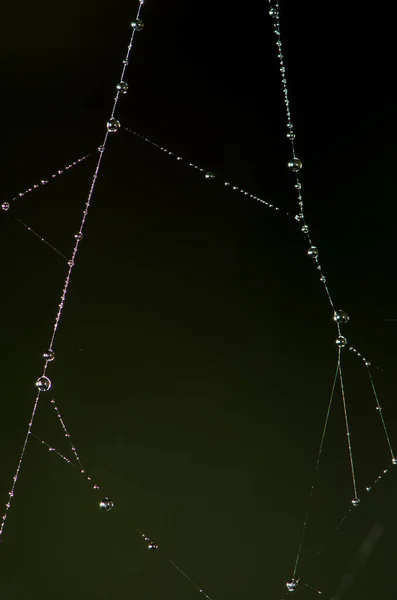Water droplets on a spider web. — Stock Photo, Image